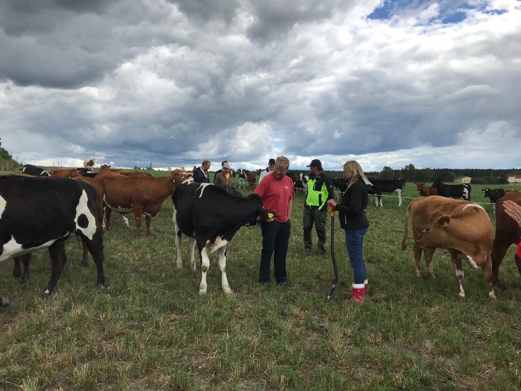 EllaAnu's tweet image. Discussion groups had meetings last week on monitor farms of Western Finland. Lucern, cocsfoot and tall fescue survived the drought best. Second cut in trouble again, luckily some clouds and rain coming and temperature just 15-18 'C #discussiongroups #bestpractises @ProAgria