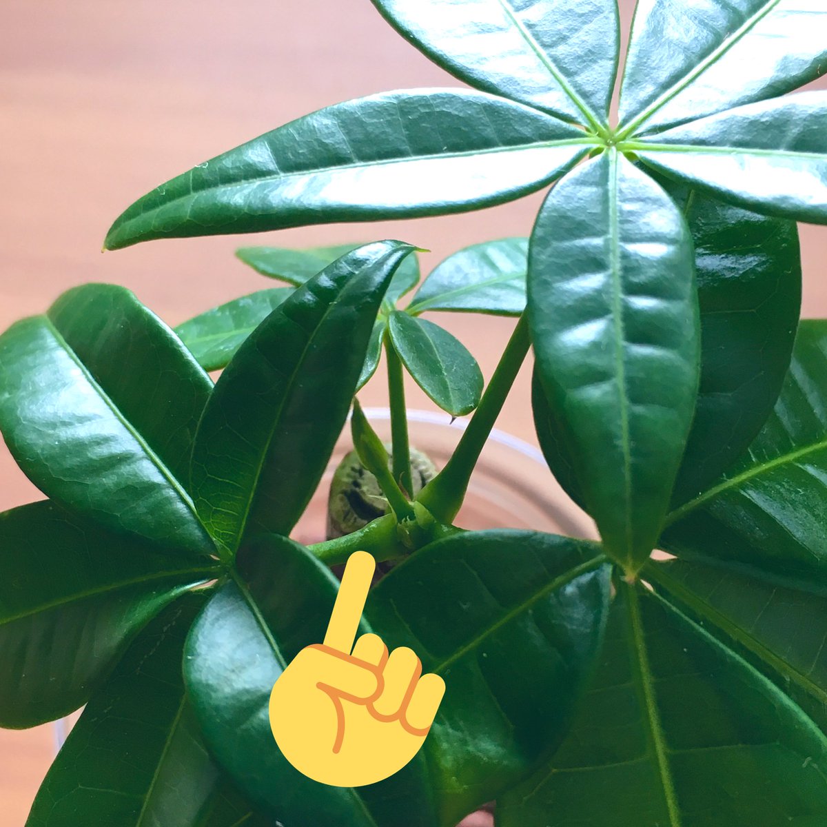 בטוויטר パキラ元気だなぁ 新しい枝 がもりもり伸びてきた 剪定ばさみ用意しないとだ