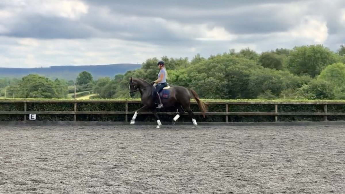 LaurFisher's tweet image. Princess living up to her name yesterday afternoon 😍 I’m so so proud of how far we’ve come together 💪🏼 #teamequissimo