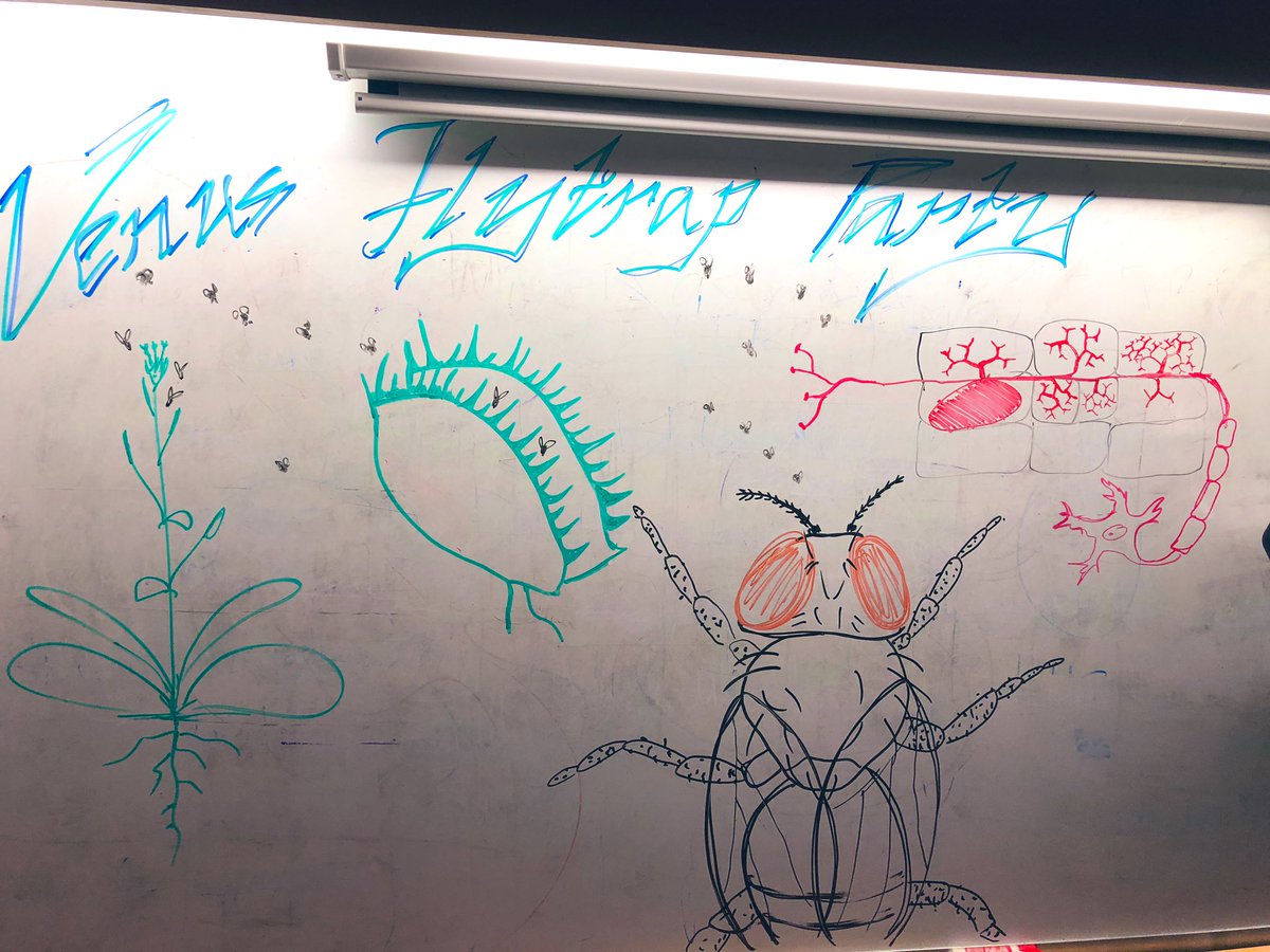 nabilariaz8's tweet photo. Venus Fly trap party by @CSHLplantcourse #FTPS19 #Cshlcourselife https://t.co/HHYISvKr5L