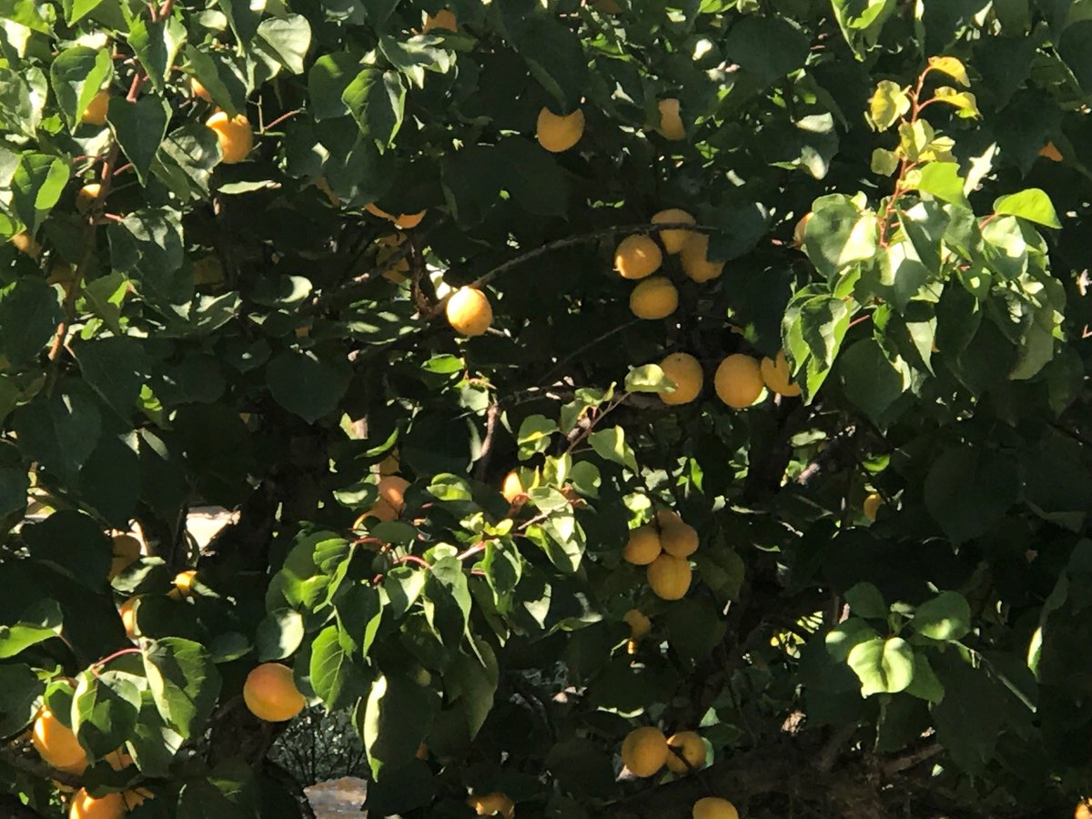 These are a favorite here in Capri, Sorrento, and the surrounding areas. Apricots offer a number of health benefits: They are low calorie (and may be a great benefit in weight loss regimens), they are high in fiber, and they are loaded with antioxidants.
#Apricots #weightloss