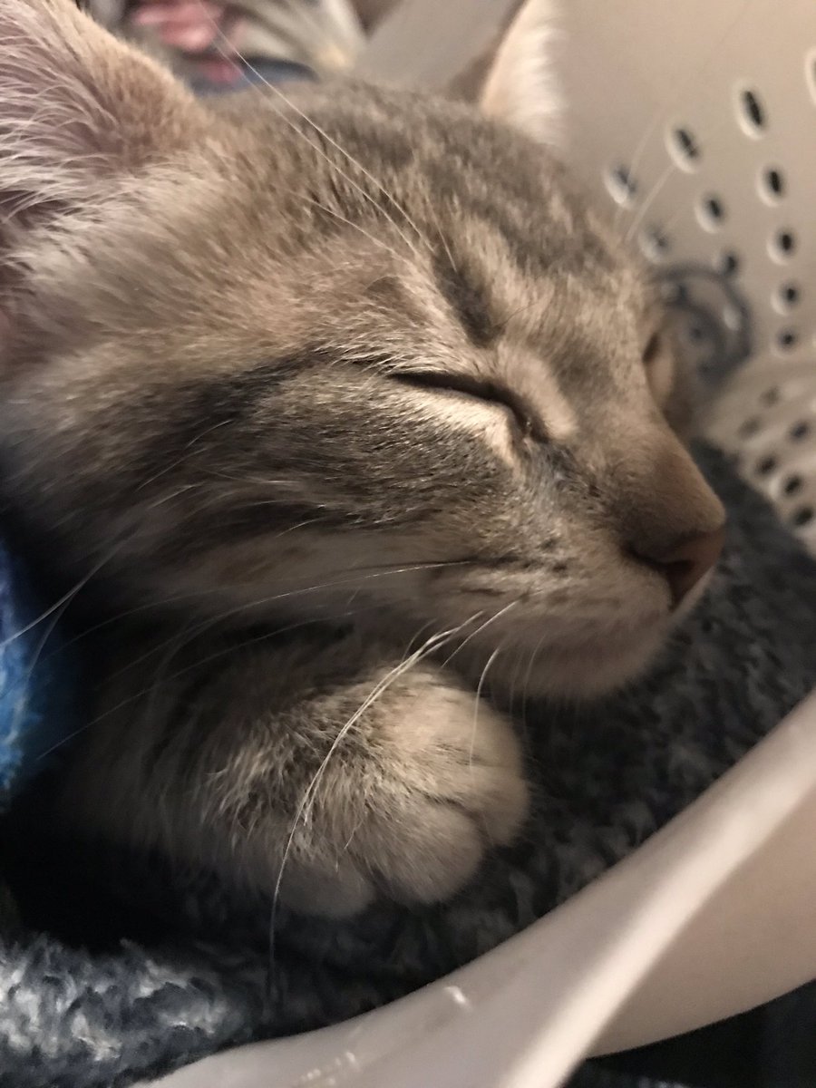 LadyWho1992's tweet photo. So just so you’re all aware this is a cat account now and I have no regrets. Just lots of benedryl.

#catsensitivity #ilovekitties #everythingitches https://t.co/MbvTZQgQoI