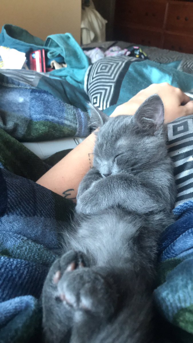 LadyWho1992's tweet photo. So just so you’re all aware this is a cat account now and I have no regrets. Just lots of benedryl.

#catsensitivity #ilovekitties #everythingitches https://t.co/MbvTZQgQoI