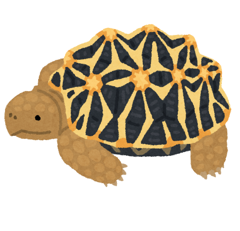 ゆるとぴ いらすとや ダメ元で検索 インドホシガメのイラスト おしゃれなもん持ってるじゃないか いらすとや なんでもある 本当になんでもある ゆるとぴ