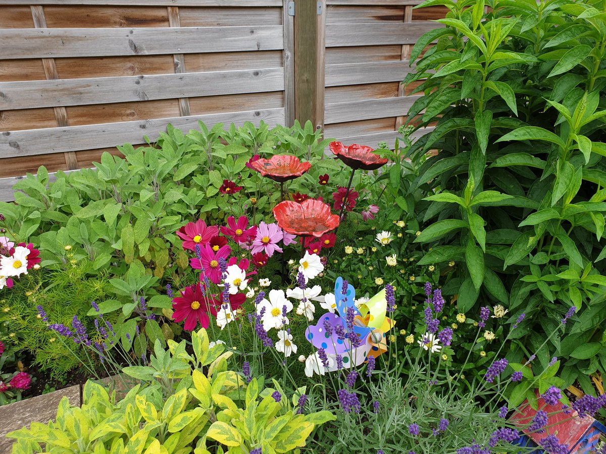 jacksnanna50's tweet photo. Some of the beautiful flowers growing in team RWA  sensory garden. Judging for Chorley in bloom 17th july fingers x'd for another award @LancsHospitals @EMurphy83 @CTaurozzi @HowlesJohn @joanna_earle @SarahC_RN @PartingtonKaren https://t.co/TYhX9RBnWR
