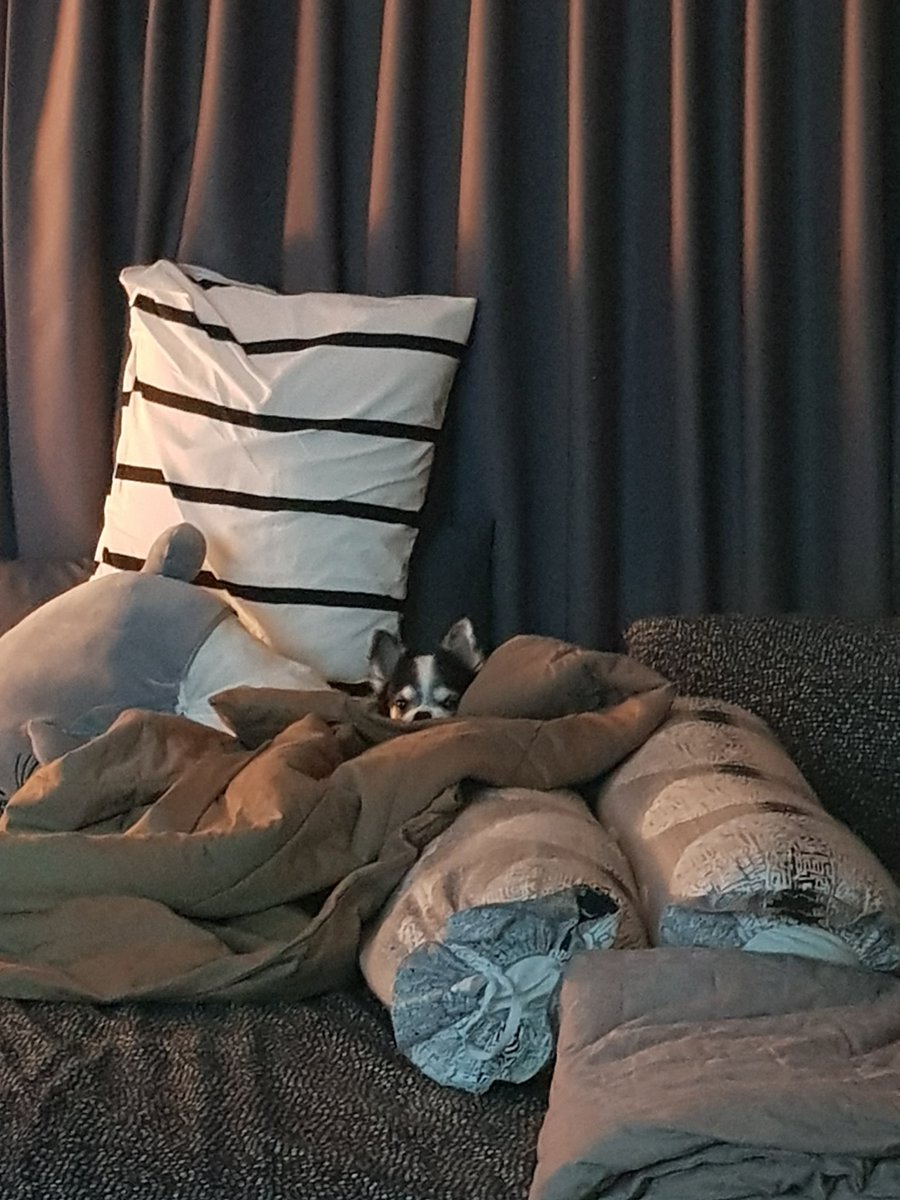 aht_ex's tweet photo. Someone is watching movie in my bed 🐶🤣
#lovemelovemydog #Poodee https://t.co/yBmdQPuJxp