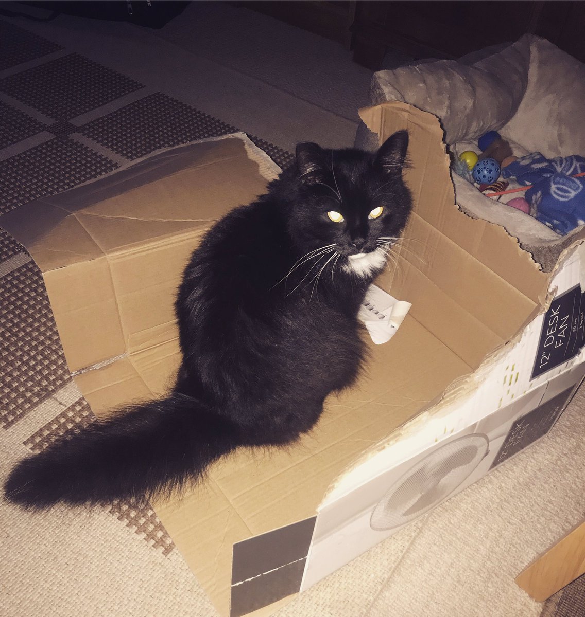 AliLondongirl71's tweet photo. #boxislife #cats https://t.co/Fm9f8DuWIO
