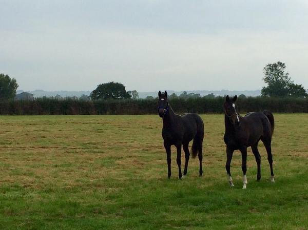 careersinracing's tweet photo. Jockey/Stable Staff vacancies! 😃🐴.
Join @LarMullaney &amp; their team, Malton.

For more information please visit: https://t.co/YTHOJSeDPi https://t.co/yDEyQ4LhG0