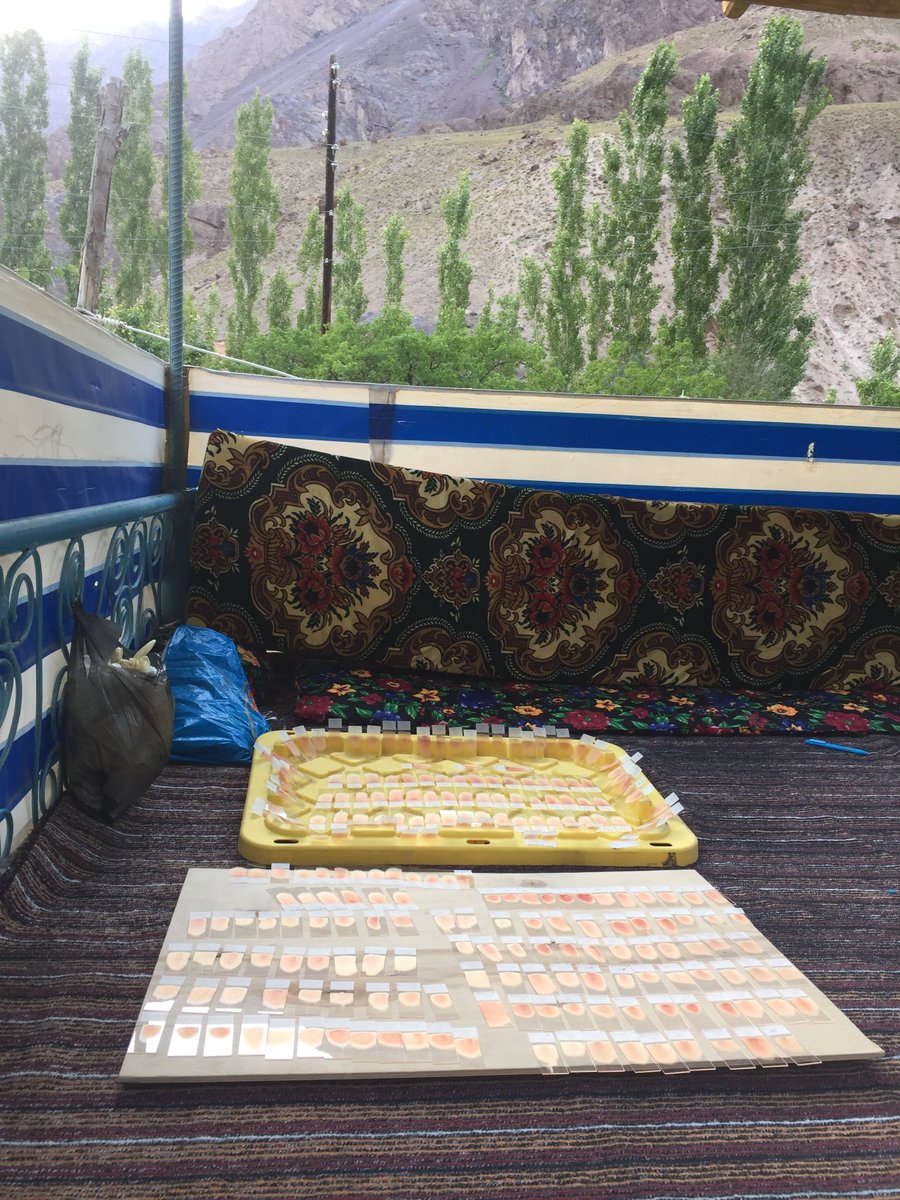 melbdvmpams's tweet photo. Second #Tajikistan #Pamirs field trip all done, including overnight hikes to sample in high summer pastures. Great @wildlifecornell, @FVASunimelb @MackinnonProj &amp; Dushanbe Vet Institute collaboration - stay tuned for more stories https://t.co/qC7eg5OiAJ
