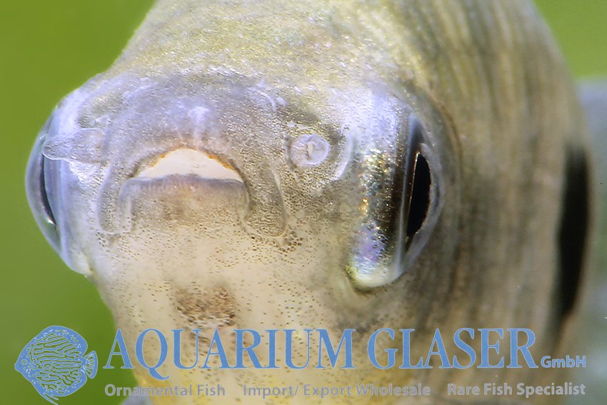 aquariumglaser's tweet photo. #leporinus #friderici
find more details and pics later today ( 15:30 CET )@ https://t.co/kgExUnuDLM https://t.co/Rfs5CSbvWn