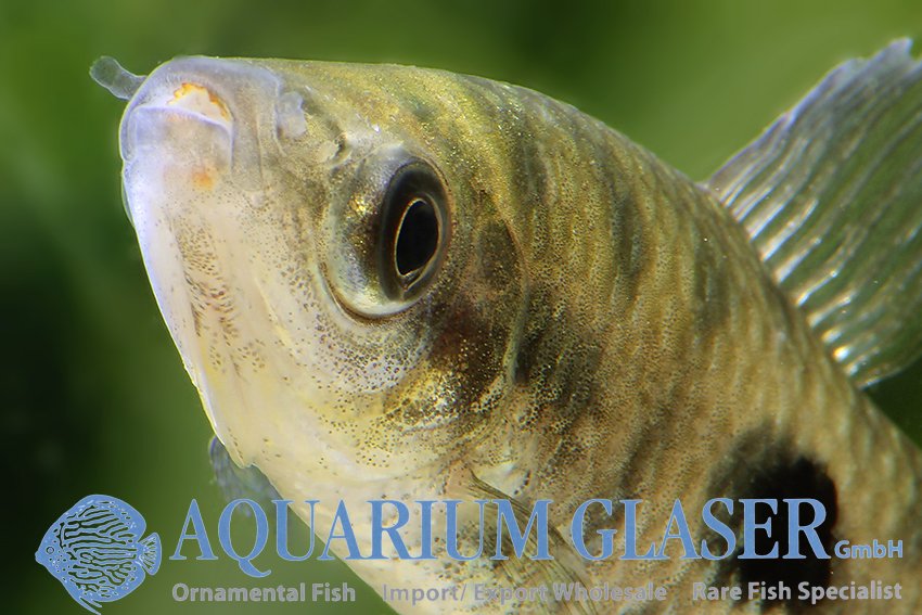 aquariumglaser's tweet photo. #leporinus #friderici
find more details and pics later today ( 15:30 CET )@ https://t.co/kgExUnuDLM https://t.co/Rfs5CSbvWn