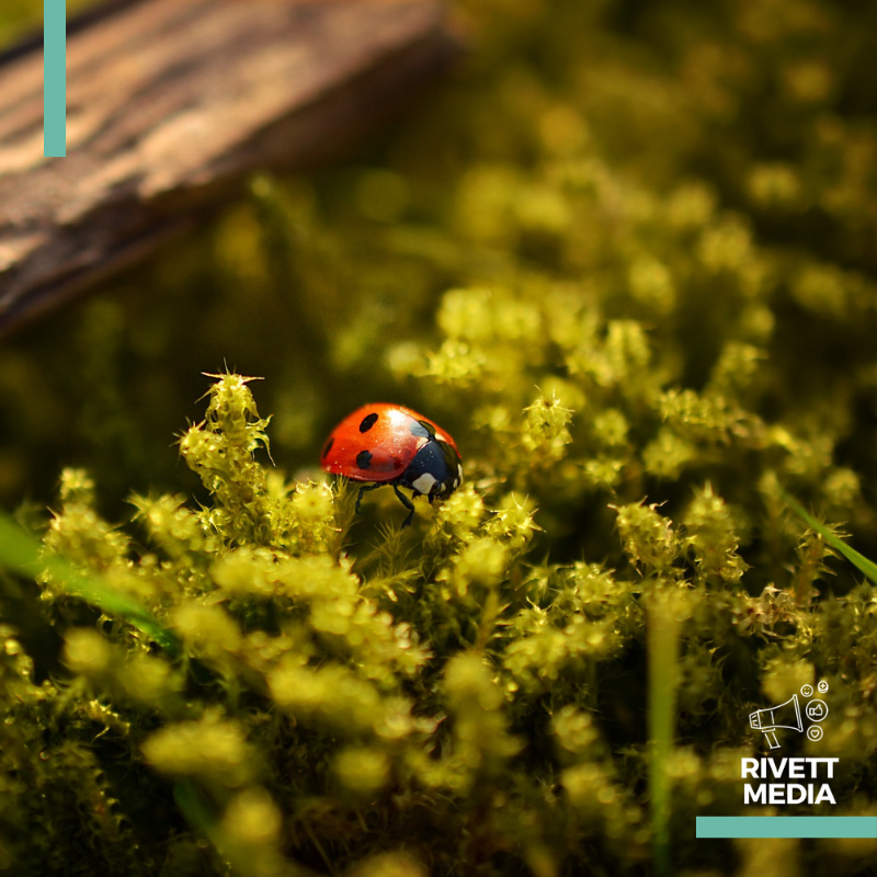 RivettMedia's tweet photo. “The beauty of the natural world lies in the details.”⁣
- Natalie Angier⁣
⁣
Don't forget to stop and take the time to appreciate the little things. 🌹🐞😊⁣
⁣
#nature #beauty #inspiration #experiential #eventprofsuk #eventdesign #customerlove #rivettmedia https://t.co/3BRhxCGULE
