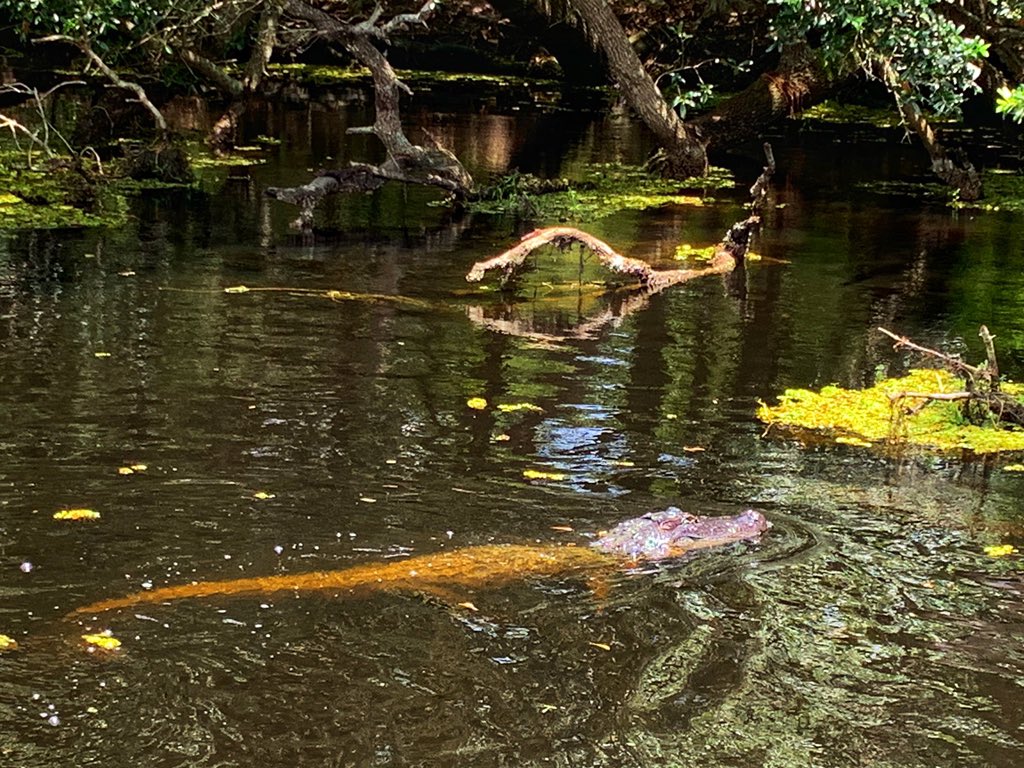 AndreaAshNews's tweet photo. Does anyone else feel like June just evaporated?
✔️ geeked out with my kind at #IRE19
✔️ to the bayou & my fav city for my fav food #NOLA
✔️ completed team project I’m passionate about #LivingWithAddiction
Back to business- summer isn’t over but it’s bout to heat up #FOCUS https://t.co/Vq32fmaRFa