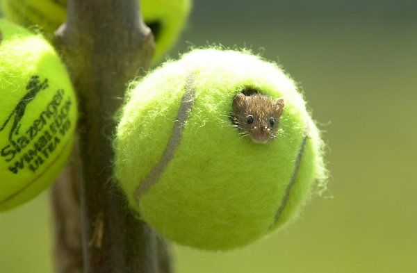 테니스공에서 사는 생물