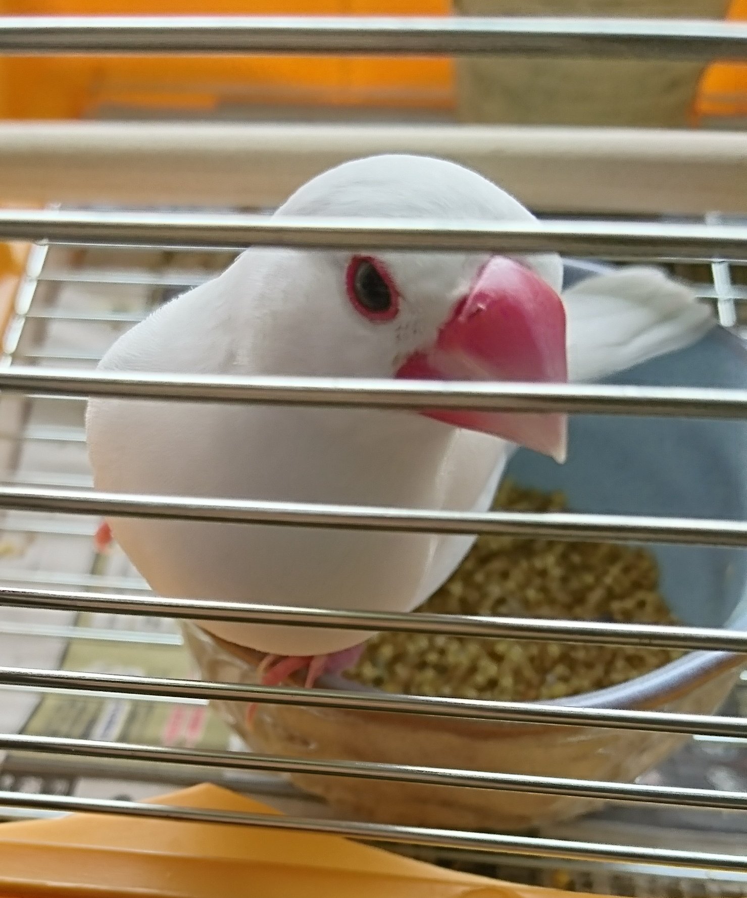 白文鳥を保護しています Tfaobaxea7vbvwh Twitter