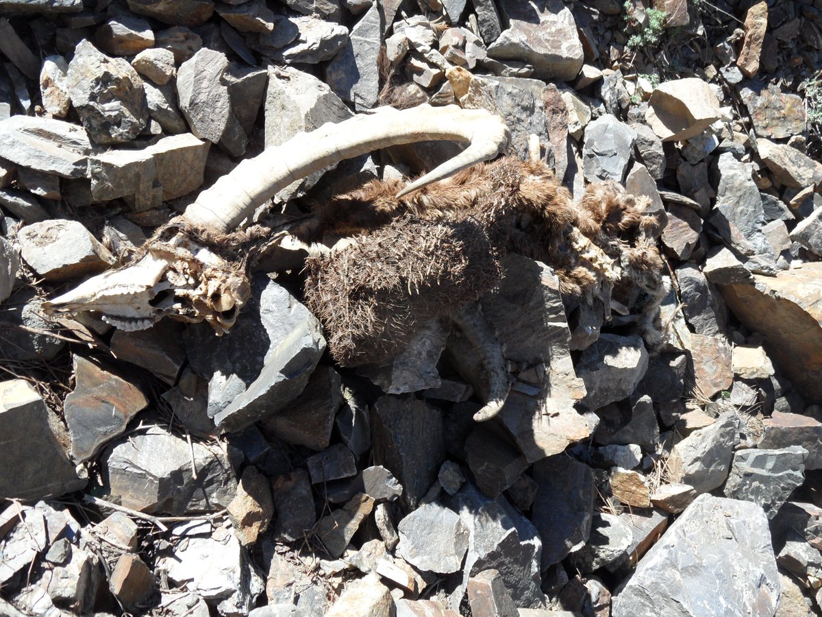 melbdvmpams's tweet photo. Found this fella at ~3800 m altitude in a high #Tajikistan gully. Wolves &amp; snow leopards haven't left much, but I wonder about the rumen-shaped phytobezoar of prickly cushion plant - was that the cause of his demise? #vetstudent @FVASunimelb @wildlifecornell https://t.co/U7hwyboCMr