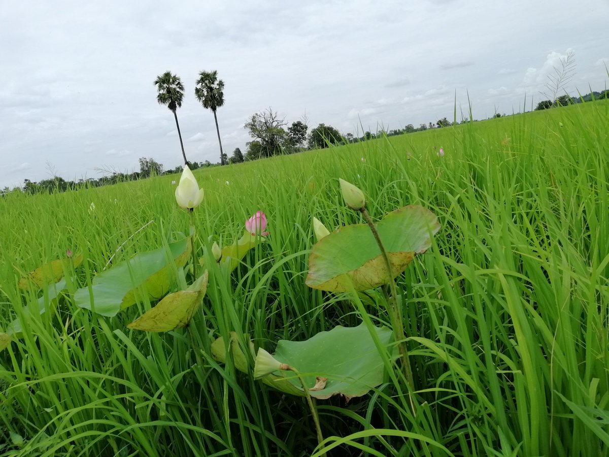 waew_nicha_'s tweet photo. มาๆๆ มาไวๆๆ... สวยมาก ทุ่งบัวหลวง กว่่สิบไร่ #นาบัวคาเฟ่ #ทุ่งดอกบัวหลวง  #รีวิวอุบล #เที่ยวอุบล #จังหวัดอุบลราชธานี #รีวิวอิสาน #เที่ยวทั่วไทย 👉👉👉https://t.co/M4IJGWPVKt https://t.co/0JRTAP5wFw