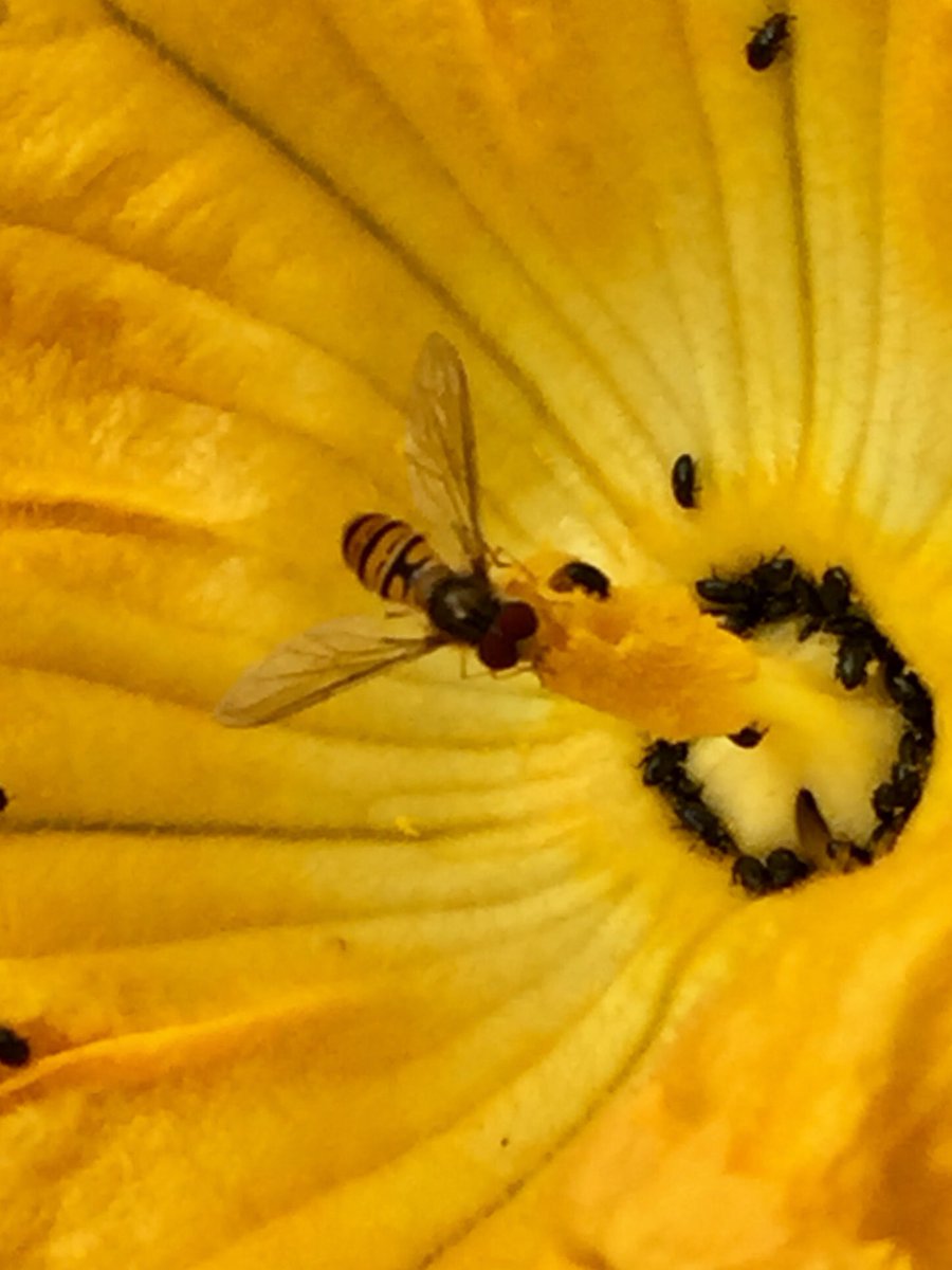 Hoverfly on, and hovering above, a courgette flower full of beetles #GardenWildlife #Hoverfly
#Courgette