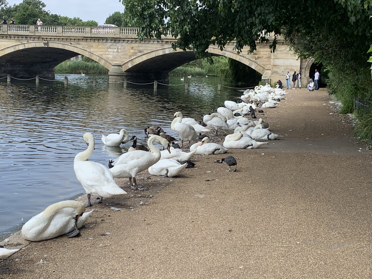 helenraw's tweet photo. Sitting in Hyde Park watching all the beasts #StreisandComeDown #StillKnackered #BlisteredFeet https://t.co/mznrZPhyCF