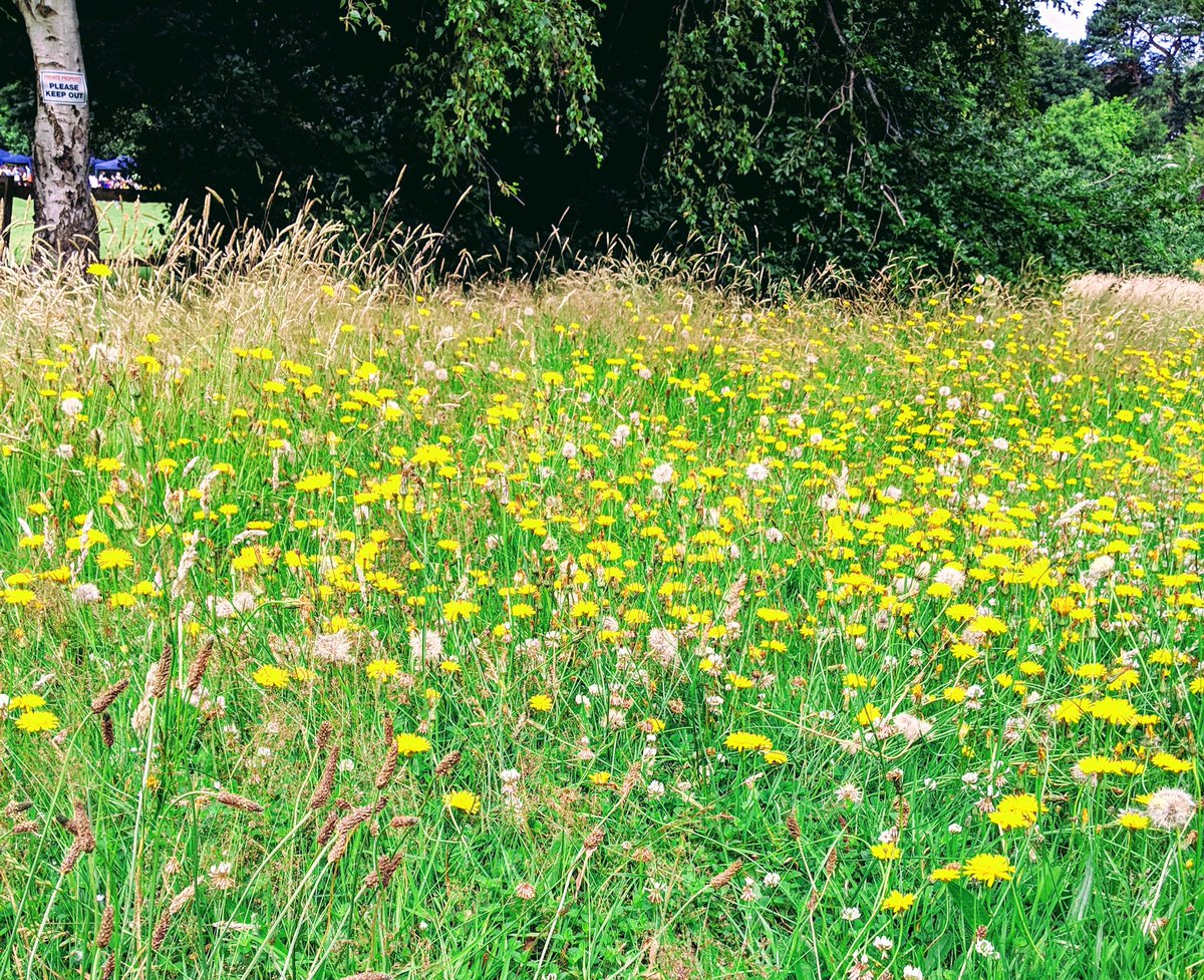 _happymumdays's tweet photo. Loving all the wildflowers at the moment! So good for the soul ☺️ Found these beauties on the edge of the sports field #wildflowers #mellowyellow #happymumdays #letsgetwellthy https://t.co/xevtxrKIEl