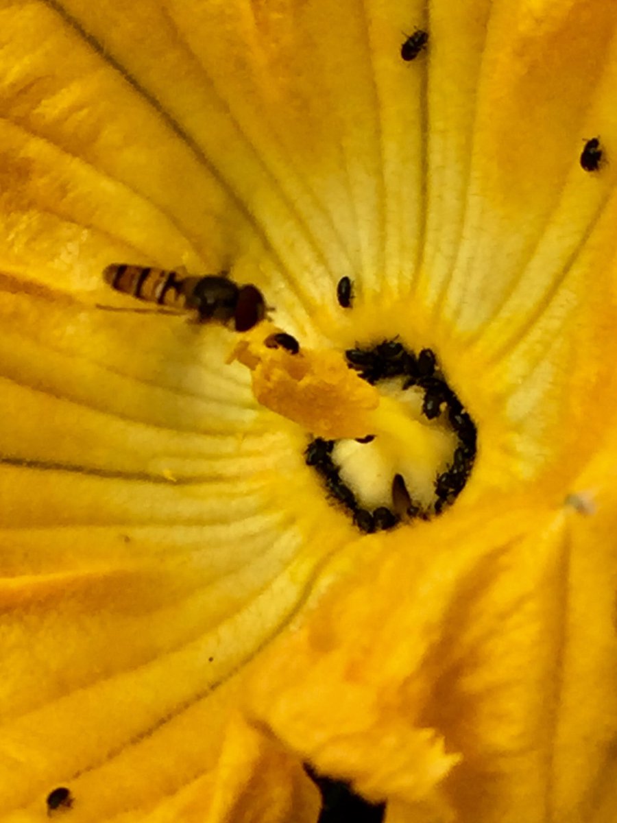 Hoverfly hovering above a courgette flower full of beetles. Can just see the shadow of his fast moving wings  #GardenWildlife #Hoverfly
#Courgette