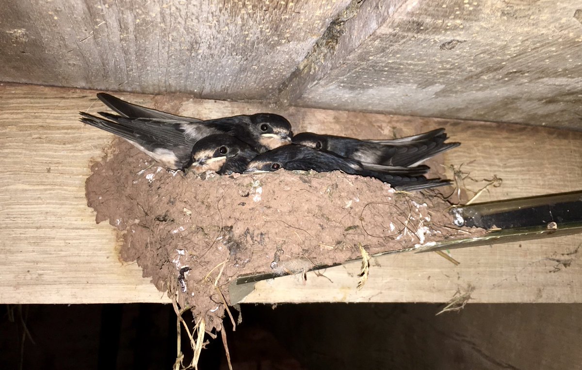 Our farm tool shed is host to a new family #farmbirds They may have to vacate soon, given that they are feeding well and have an issue with overcrowding.