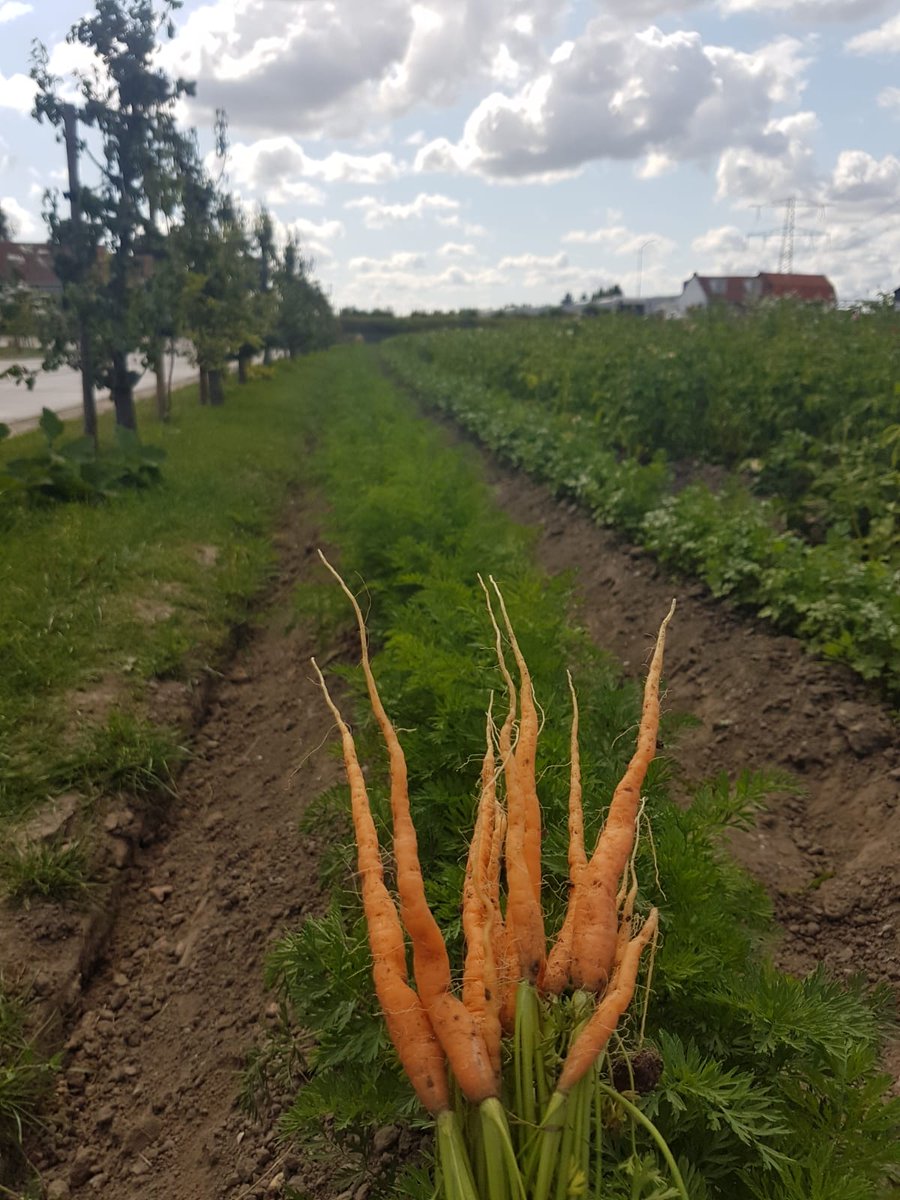 De wortelen van Bejo in ons biologisch proeftuintje!