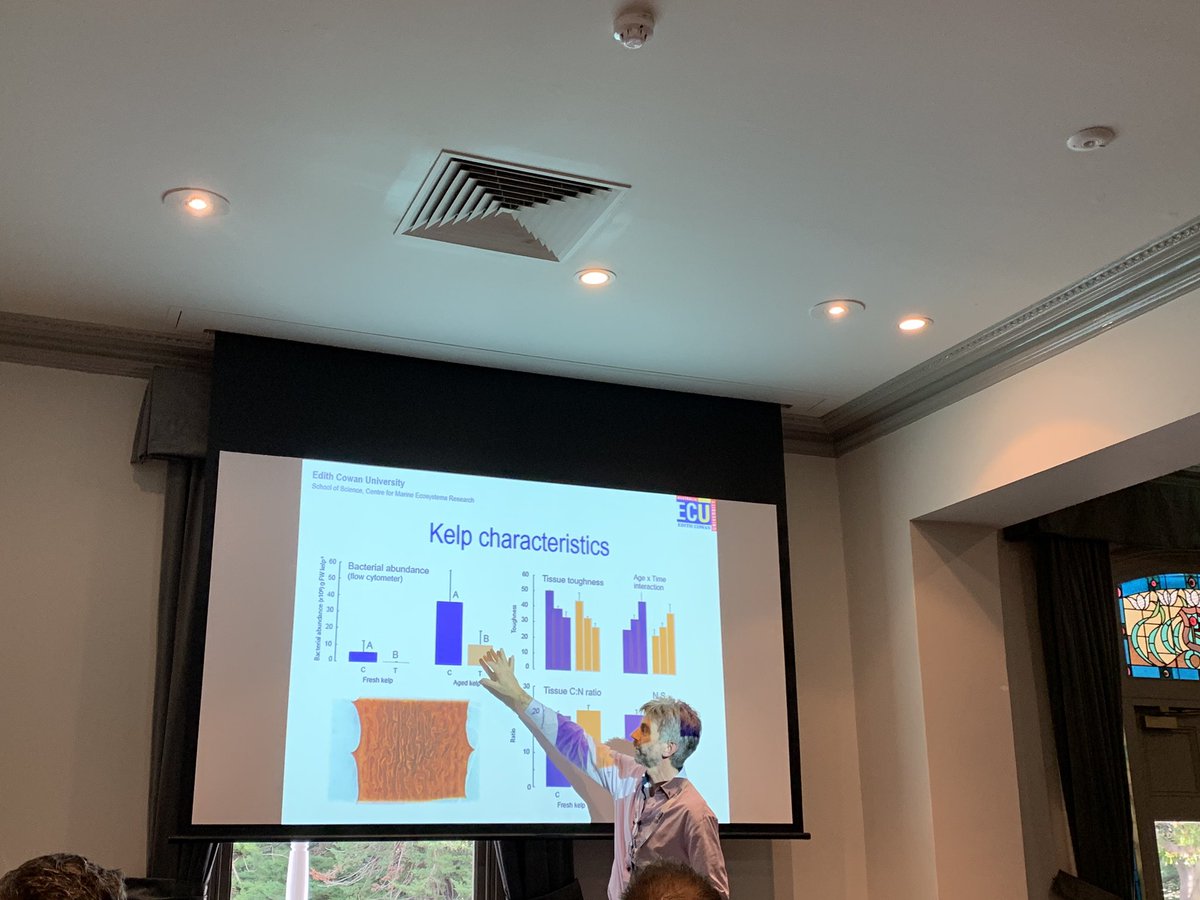 Getting into the “guts” of kelp with @ECU’s Glenn Hyndes #kelp #kelpforest #AMSA19