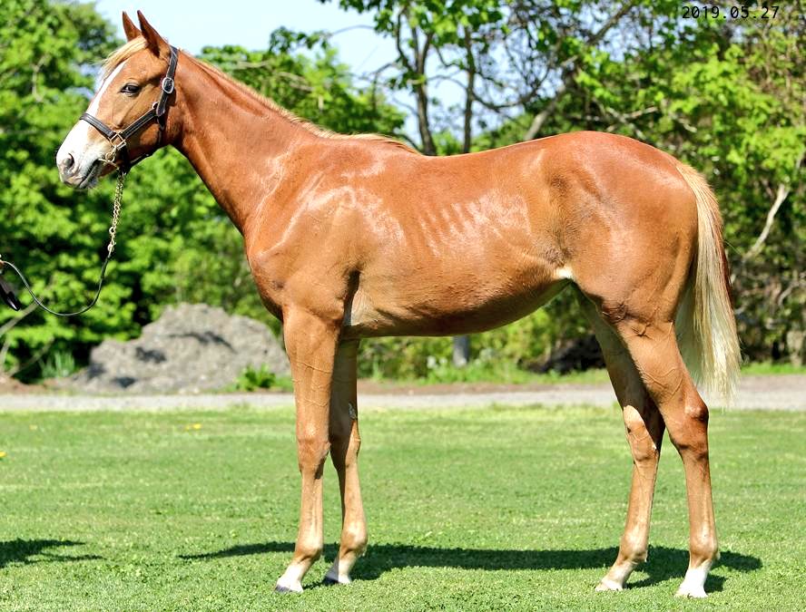 セレクトセール2019】ケースバイケースの2018(牝、父オルフェーヴル)は