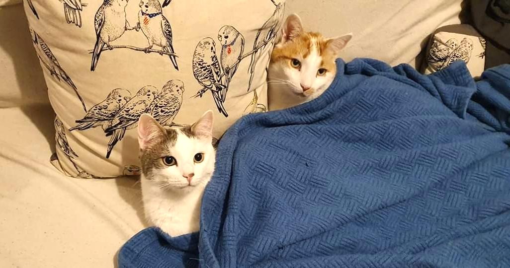 4lyfe_rescue's tweet photo. all tucked in and ready for bed
#Elf4lyfe #catsofcanberra #kittensofinstagram #underapplication #adoptdontshop https://t.co/Ck3eJwbHoI