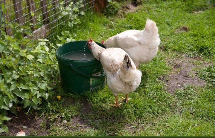 Что нельзя давать курам несушкам. Можно ли курам давать чеснок. Кормления курица луком. Чем нельзя кормить курей. Фото чесночная паста из зеленых стрелок чеснока любаша.