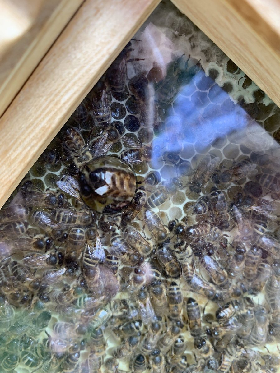 elasbeehive's tweet photo. Our new #honeybees 🐝  observation #hive amazed us and our visitors during the weekend at @CranbrookIron makers fair. We could see how bees produce #beeswax with their glands.Thank you to our #bees, visitors/customers and to Wendy&amp;Rob! @britishbee @apimondia https://t.co/p6hV4n1T1z