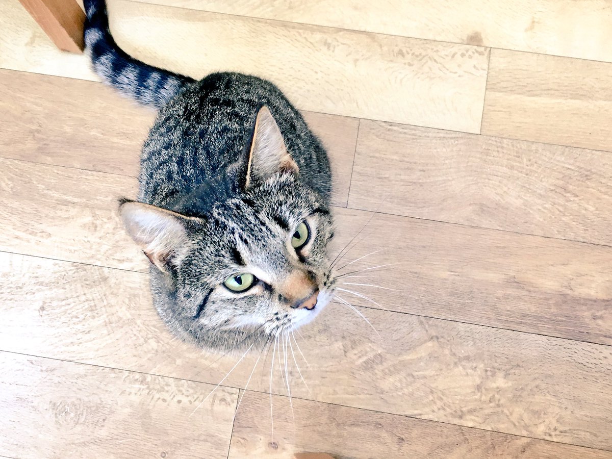 radioMelO's tweet photo. Plunged my hand into the wash basket earlier only to find a small rodent nestling amongst my husband’s smalls. 😱 It’s her fault 👇🏻#petsmonth https://t.co/1zIVj5V8I3