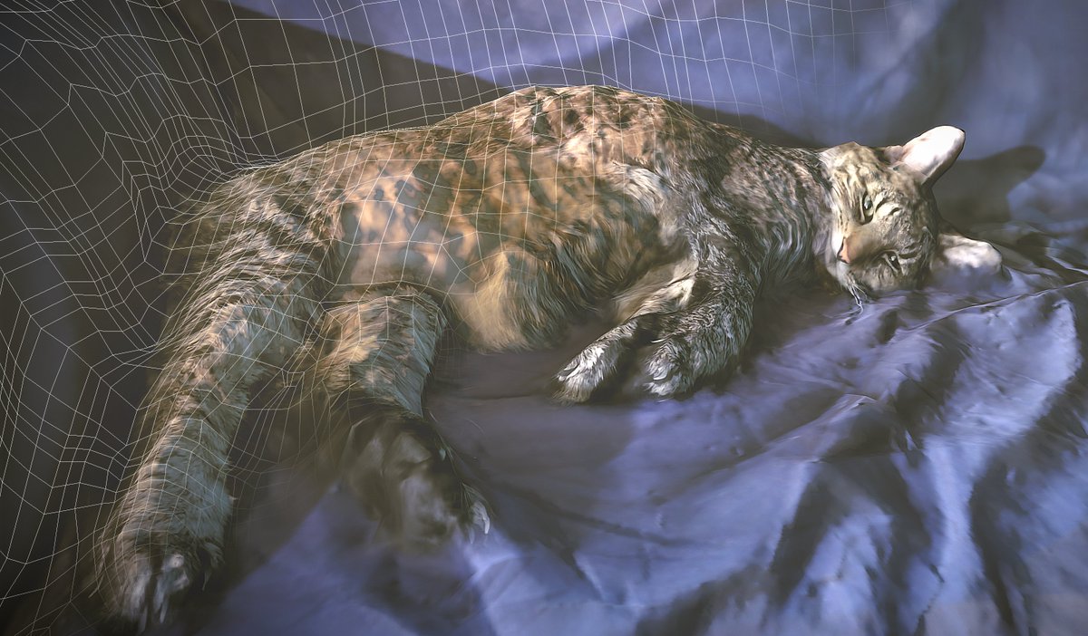 chromasie's tweet photo. A scan of my cat. It made some troubles, cos my cat moved her eyes. I needed to retopology the high poly model and do some fine tune in #SubstancePainter 

Check out 3D Scan || My Cat by @chromasie in #3D, #VR or #AR https://t.co/pxO2v62In3 via @Sketchfab 

#photogrammetry #cat https://t.co/n2yPU0NxPu