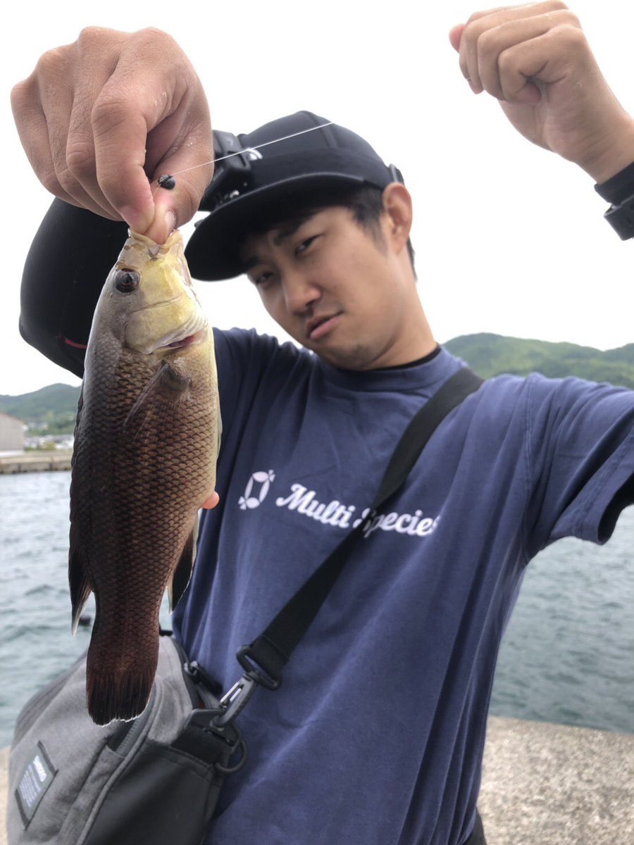 だいちゃん おさかな調査団 コブダイの赤ちゃんがこんなんやって知ってた 笑 コブダイ コブダイ幼魚 カンダイ だいちゃん おさかな調査団 コブダイの赤ちゃんがこんなんやって知ってた 笑 コブダイ コブダイ幼魚 カンダイ