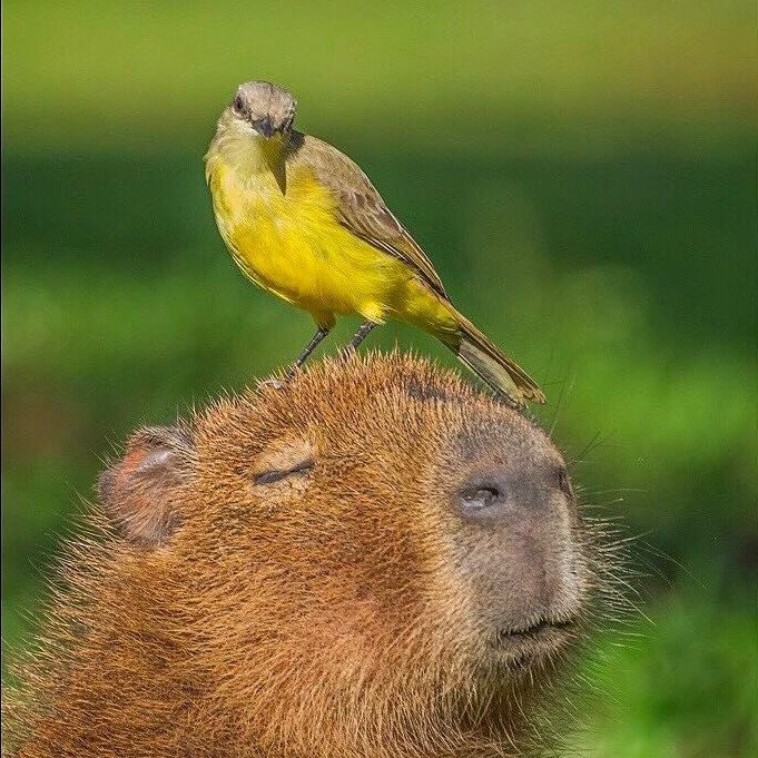 Animals Sitting Capybara, Capybara Tabletop