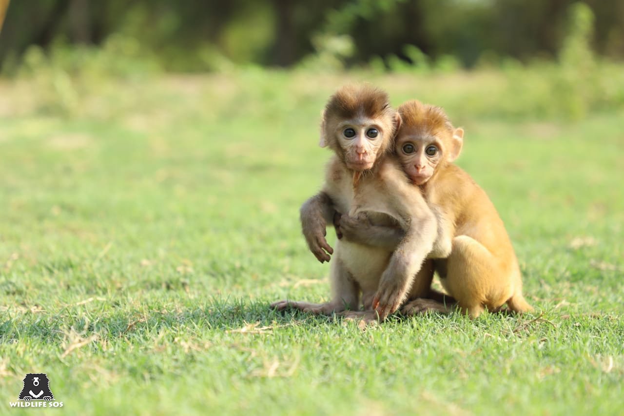 Wildlife SOS on X: "These two baby #monkeys were left orphaned after their  mothers fell victim to a high voltage power line in #Agra.They are  currently under the care of #WildlifeSOS. It