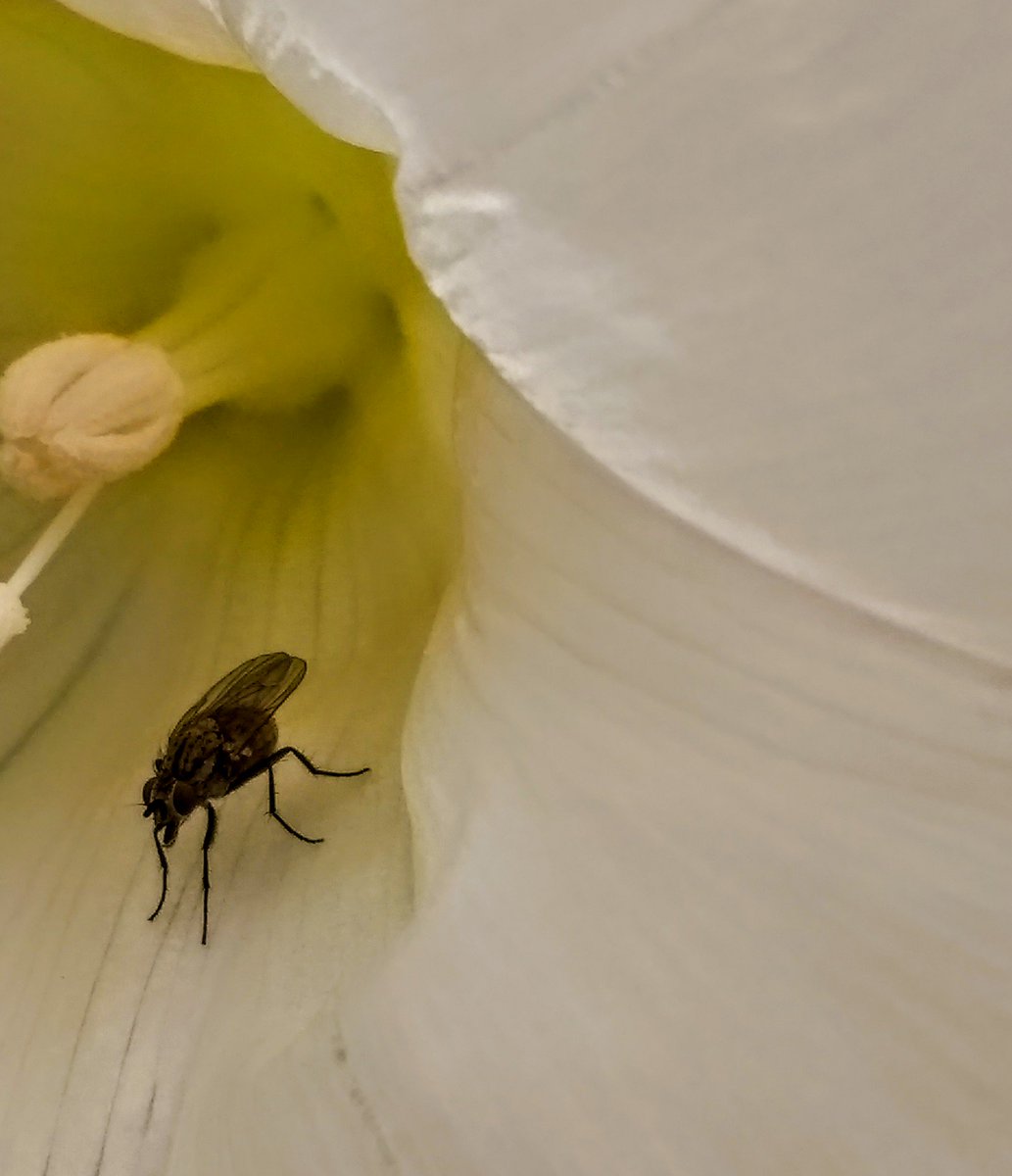 Bindweed bug