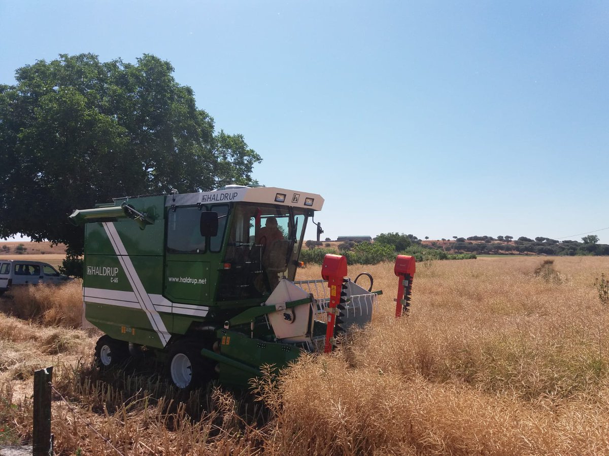 En la finca experimental Muñovela iniciamos la cosecha 2019, éste año incorporamos a la plantilla una nueva cosechadora experimental como inversión del @CSIC