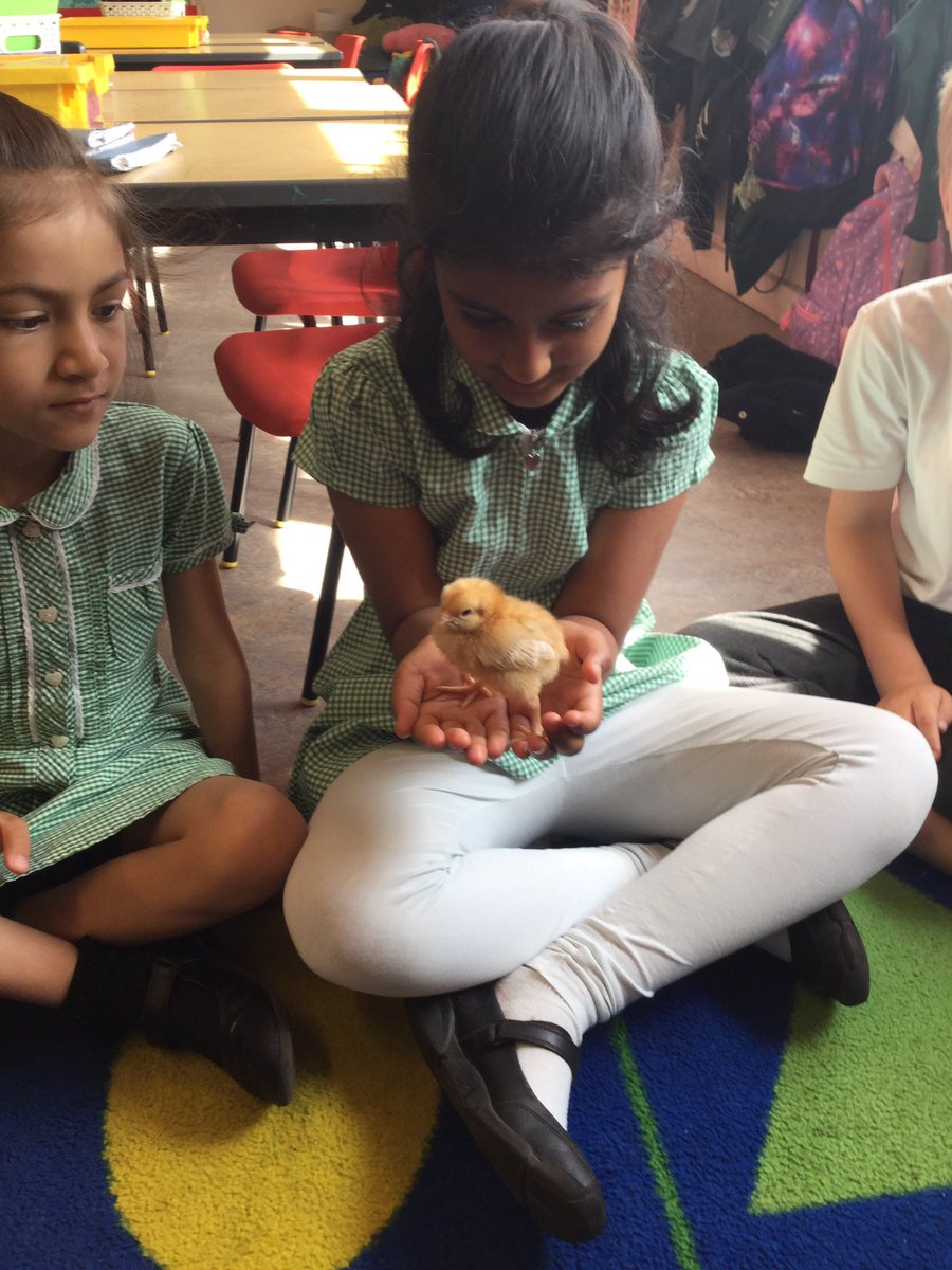 SpringCPS's tweet image. Year 2 are very lucky to have some special, fluffy visitors in class today! Well done for being so calm and respectful 🐥🐣 #year2science #chicks #lifecycles