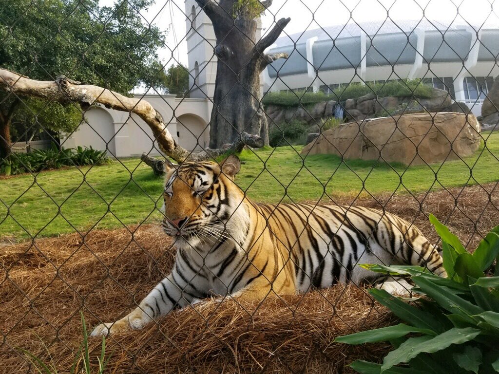 Mike VII tweet media