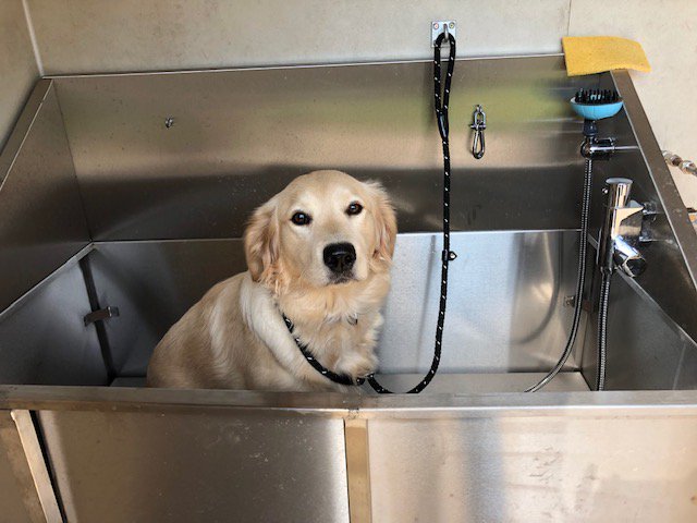 We Accept Pets tweet media