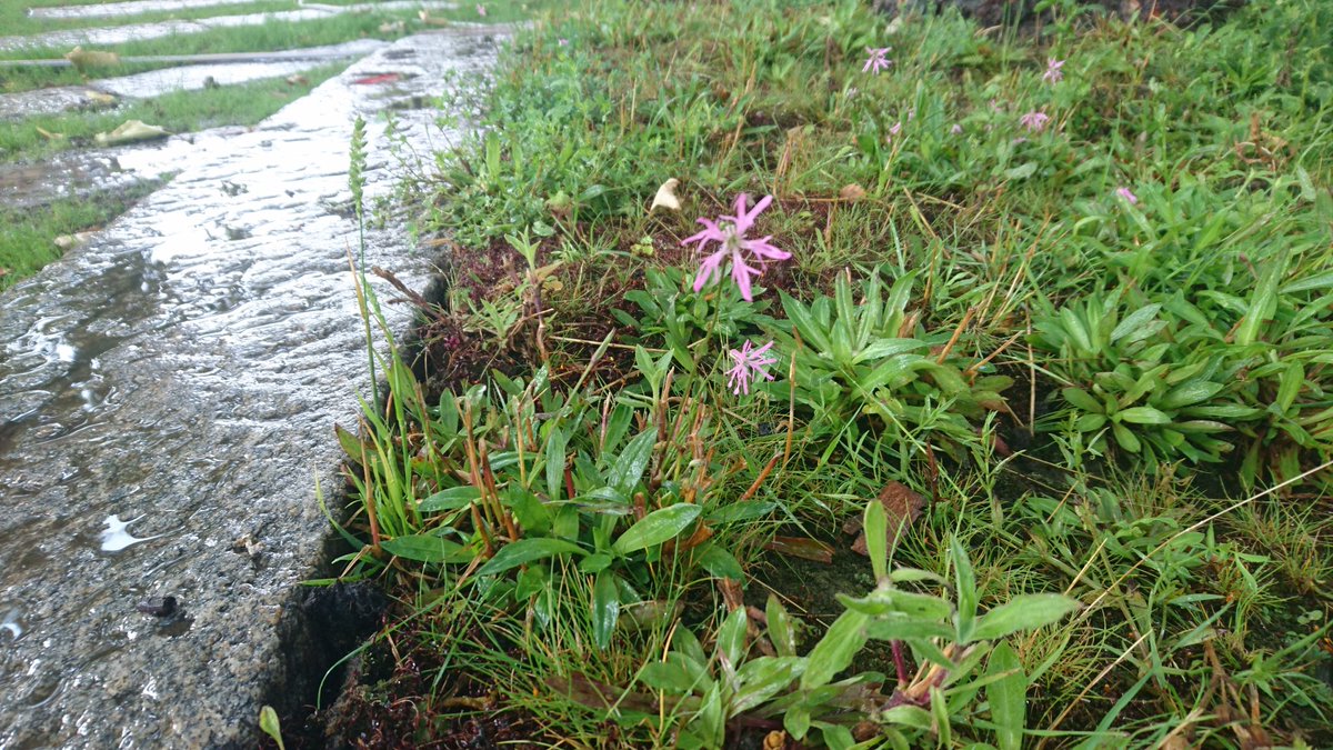 thisisclapham's tweet photo. The new wildflower meadow outside #Clapham Common Tube Station is beginning to grow and grass seed is taking root. Big thanks to @JoepublicSW4 for allowing us access to their water tap. https://t.co/ty3W3Ycsyu