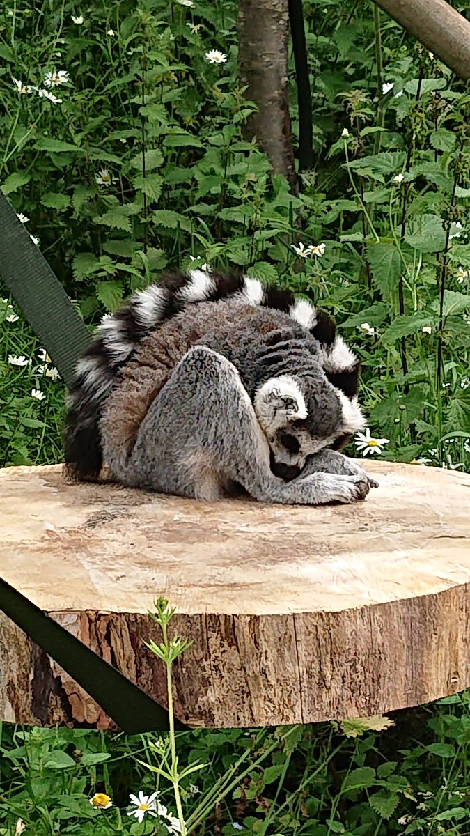 #Edinbrughzoo having an good day with <a href="/KatiePearce1980/">Katie Pearce</a>