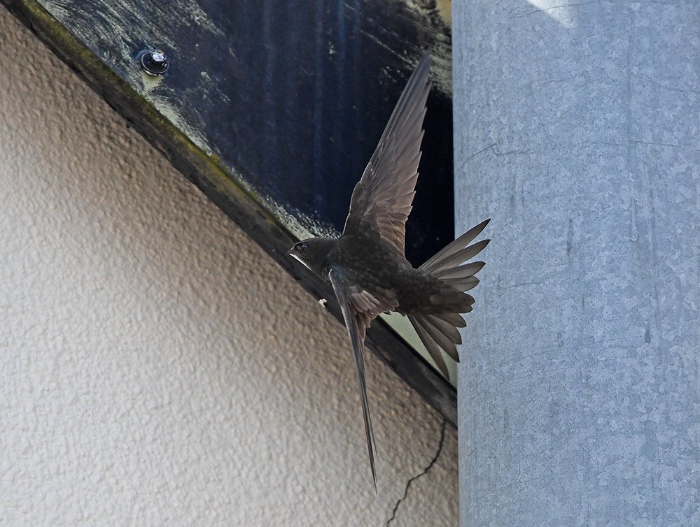 andyjonesfoto1's tweet photo. The Swifts that nested under the eaves of Greystones Fish &amp; Chip shop have fledged and so there has been much activity as the family party revisit their nest site and practice flying skills today. Greystones, Sheffield - 8th July 2019 @Natures_Voice @_BTO #Swifts #screamingparty https://t.co/wxWXBPt4SB