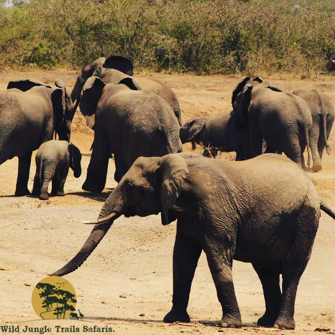 trailgorillas's tweet photo. A 2 Days Murchison Falls Safari is perfect adventure get-away if you have little time at your disposal #wildjunglerails #travelisbest #visituganda 
https://t.co/dT96l1DYCY https://t.co/zhdaicifAJ