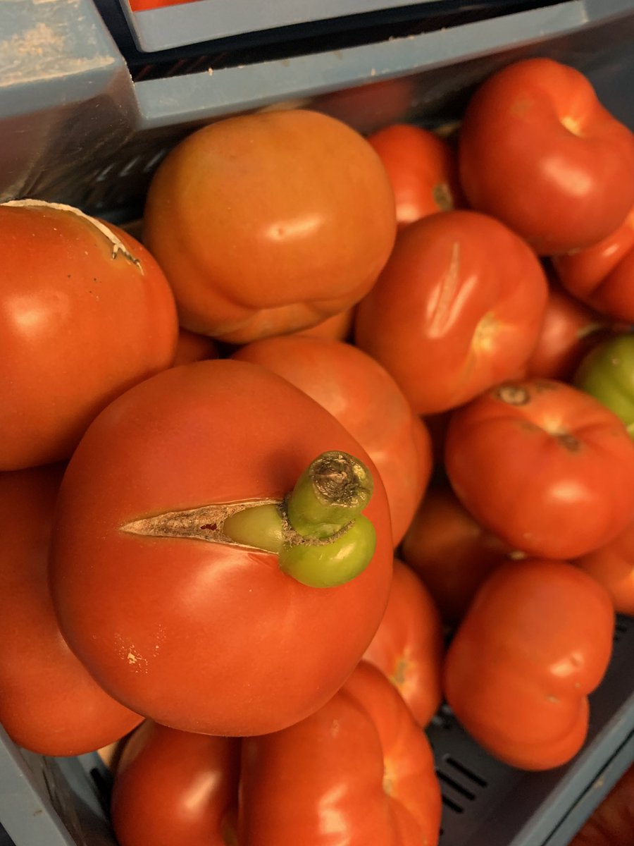 BartVD_ILVO's tweet photo. First shots made @ILVOvlaanderen & @FoodPilot_Melle for @BioboostEU project movie, an @interreg2seas project. We’ll showcase how to make premium tomato juice using tomatoes not reaching the high quality standards for the fresh market with partner #tomabel. To be continued! https://t.co/5Oqi0Z8A0l