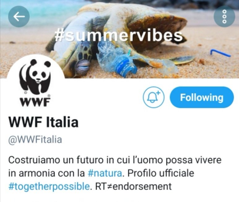 TristeCalico's tweet photo. #SummerVibes: l'immagine di copertina del @WWFitalia rischia di ricrearla @lorenzojova durante il #JovaBeachParty, accanto al #fratino. #nojovabeachparty https://t.co/qvcgE3455T