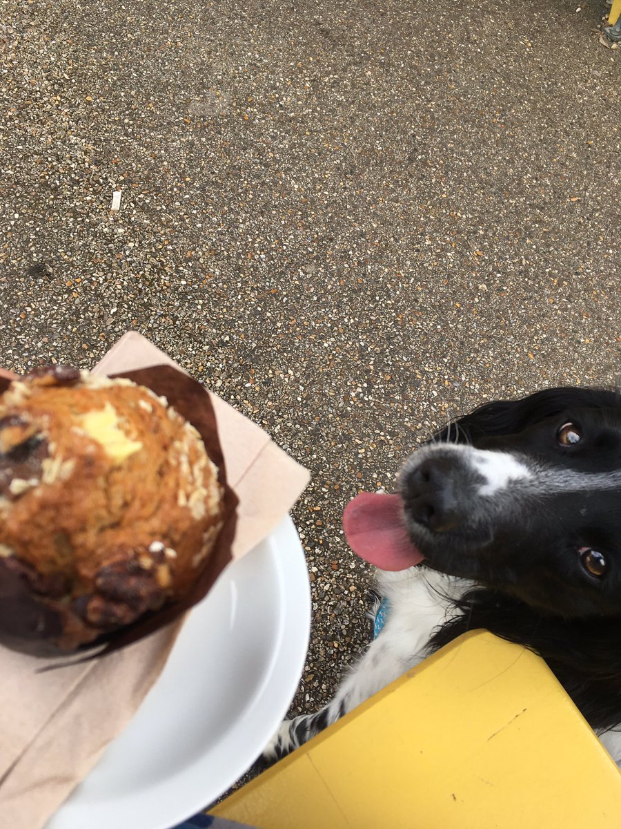 WillowUrban's tweet photo. #PhotoChallengeJuly19 Day 8: It’s disappointing when....Hoomum goes to cafes and only gets hoomum food! Dat muffin smells delumptious! I am Helpful at eatin if you can’t fimmish it Mum! #CafeDogs #DogsOfTwitter https://t.co/n5P0AiiX5K