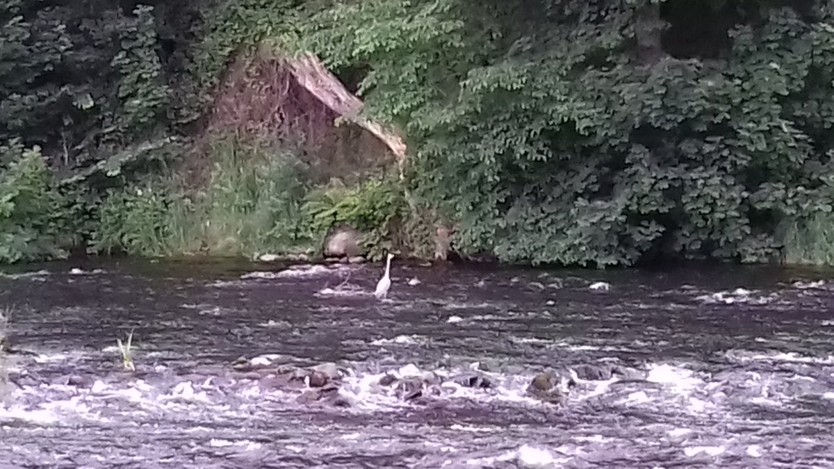 ljmabon's tweet image. Good wee walk up the River Don. Highlights included this tranquil stretch of river by Seaton Park, the community hydro energy project run by @ACEnergy2016, and a mural featuring Aberdeen legend Willie Miller!
